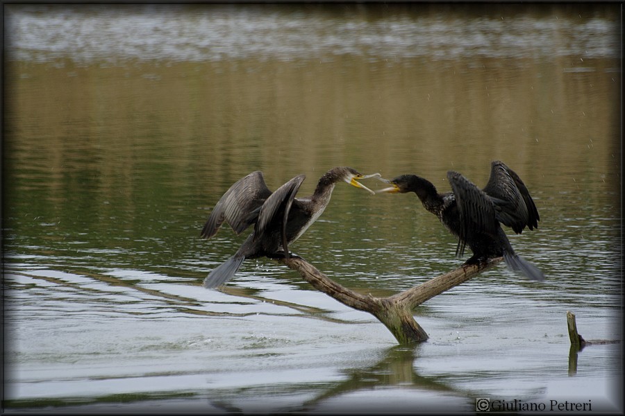 cormorano vs cormorano.